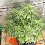 Blue Dream - Plant #4