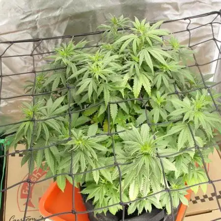 Blue Dream - Plant #4