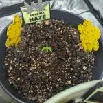 Amnesia Haze Automatic (S1) - RQS