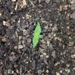 Mimosa Automatic - RQS