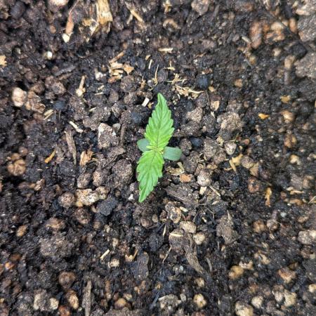 Mimosa Automatic - RQS