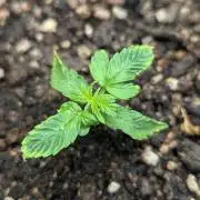 Amnesia Haze Automatic (S1) - RQS