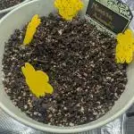 Mimosa Automatic - RQS