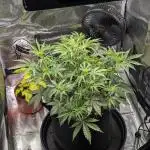 Northern Light Auto - Royal Queen Seeds
