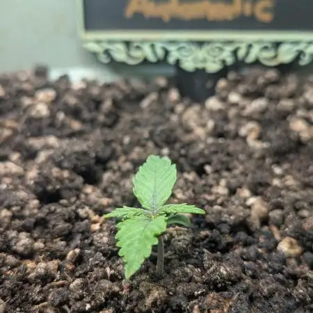 Mimosa Automatic - RQS