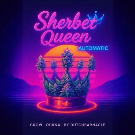 Sherbet Queen Auto | Royal Queen Seeds