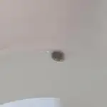 Amnesia Haze Automatic (S1) - RQS