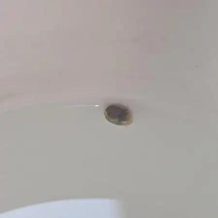 Amnesia Haze Automatic (S1) - RQS