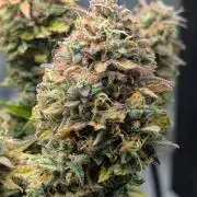 Mimosa Automatic - RQS