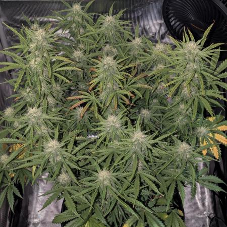 Northern Light Auto - Royal Queen Seeds