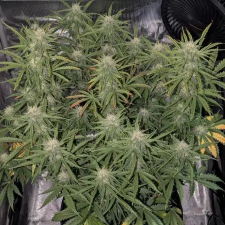 Northern Light Auto - Royal Queen Seeds