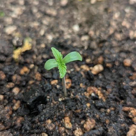 Sherbet Queen Automatic 2 | RQS