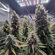 Amnesia Haze Automatic | RQS + PLAGRON