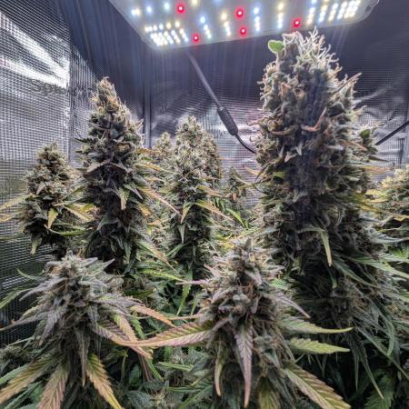 Amnesia Haze Automatic | RQS + PLAGRON
