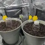 Winter Grow (RQS - SQA + MA)