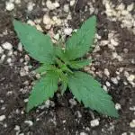 Northern Light Auto - Royal Queen Seeds