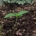 Sherbet Queen Automatic 2 | RQS