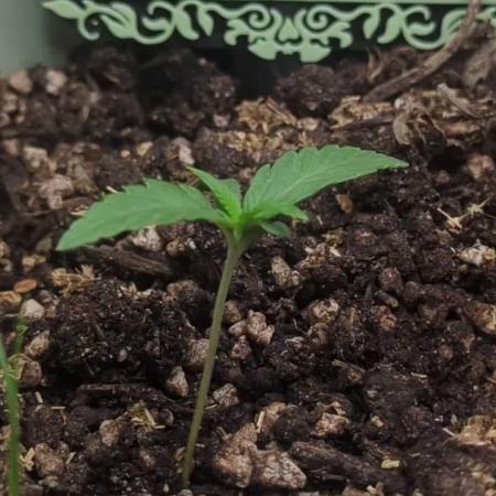 Sherbet Queen Automatic 2 | RQS