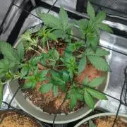 Sherbet Queen Automatic 2 | RQS