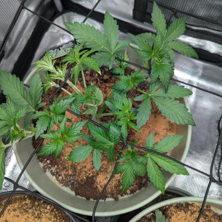 Sherbet Queen Automatic 2 | RQS