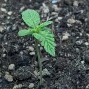 White Widow Automatic ¦ RQS + PLAGRON.