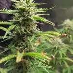 Northern Light Auto - Royal Queen Seeds