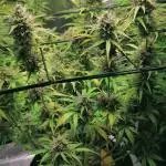 Northern Light Auto - Royal Queen Seeds