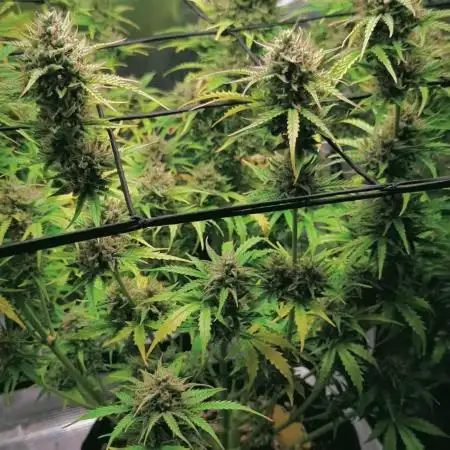Northern Light Auto - Royal Queen Seeds