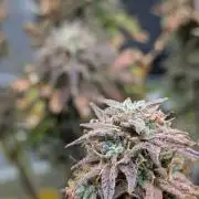 Sherbet Queen Automatic 2 | RQS