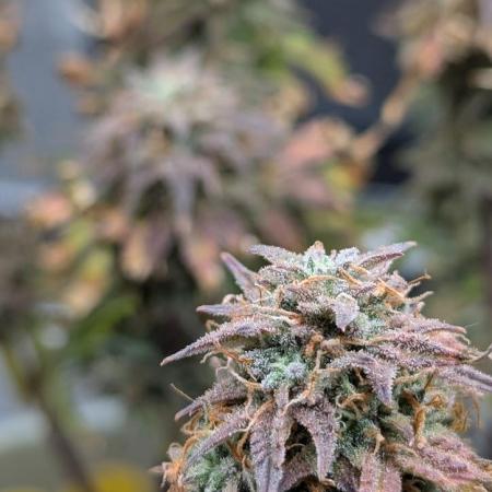 Sherbet Queen Automatic 2 | RQS