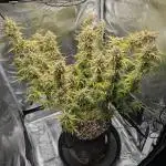 Northern Light Auto - Royal Queen Seeds