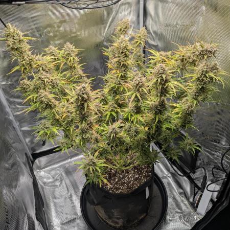 Northern Light Auto - Royal Queen Seeds