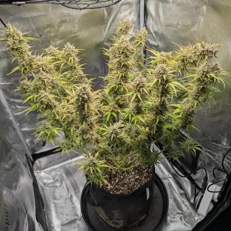 Northern Light Auto - Royal Queen Seeds