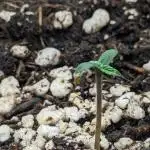 Northern Light Auto - Royal Queen Seeds