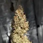 Amnesia Haze Automatic | RQS + PLAGRON