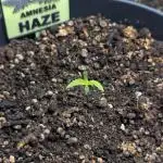 Amnesia Haze Automatic (S1) - RQS