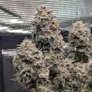 Amnesia Haze Automatic (S1) - RQS