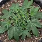 Northern Light Auto - Royal Queen Seeds