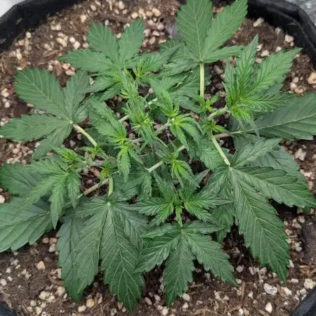 Northern Light Auto - Royal Queen Seeds