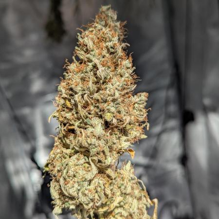Amnesia Haze Automatic | RQS + PLAGRON