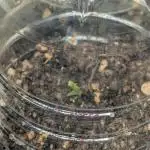 Amnesia Haze Automatic (S1) - RQS