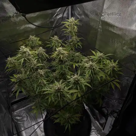 Northern Light Auto - Royal Queen Seeds