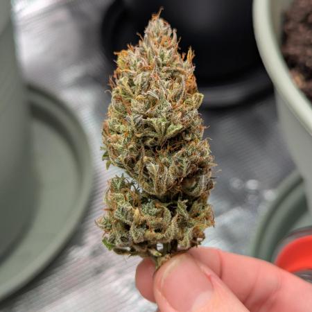 Northern Light Auto - Royal Queen Seeds