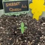 Sherbet Queen Automatic 2 | RQS