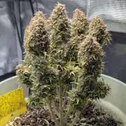 Mimosa Automatic - RQS