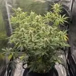 Northern Light Auto - Royal Queen Seeds