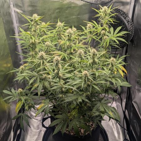 Northern Light Auto - Royal Queen Seeds