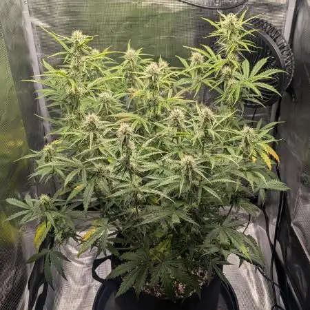 Northern Light Auto - Royal Queen Seeds