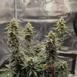 Sherbet Queen Auto | Royal Queen Seeds