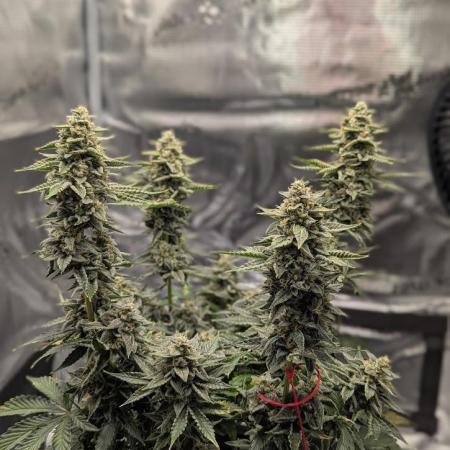 Sherbet Queen Auto | Royal Queen Seeds